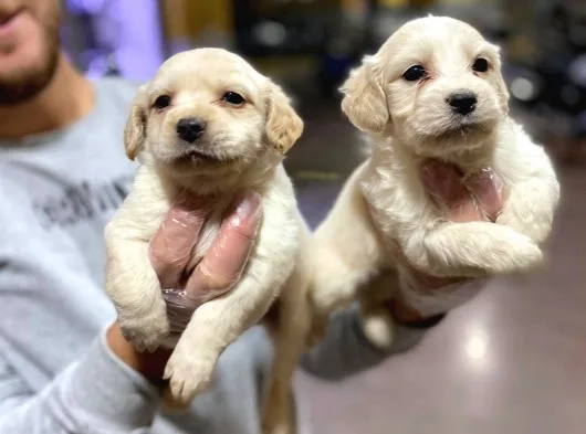 Ay Parçası Gibi Maltipoo