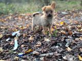 Her Göreni Heyecanlandıran Chihuahua