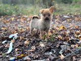 Her Göreni Heyecanlandıran Chihuahua