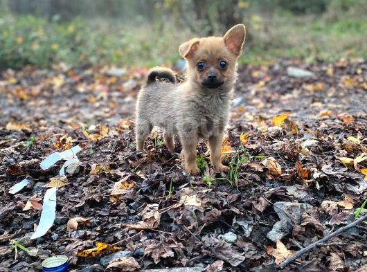 Her Göreni Heyecanlandıran Chihuahua görsel