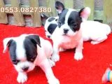 Sevi̇mli̇ Oyuncu French Bulldog Bebekler
