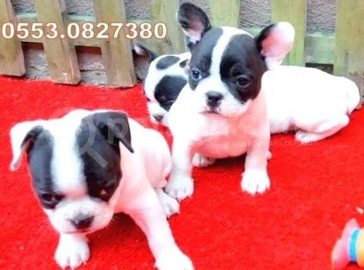 Sevi̇mli̇ Oyuncu French Bulldog Bebekler