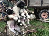 Kangal Yavruları