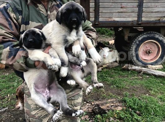 Kangal Yavruları görsel