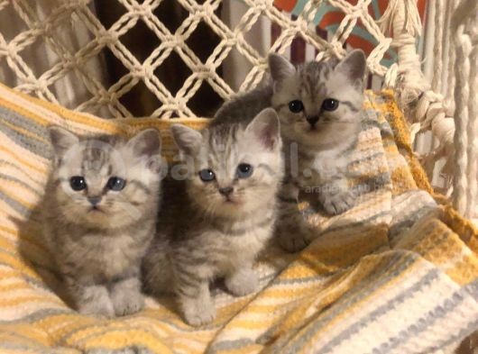 British Shorthair Safkan Silver Dişi & Erkek Yavrular görsel