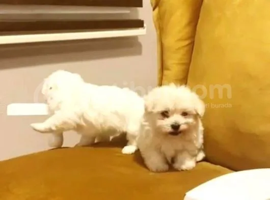 Safkan Minyatür Maltese Terrier