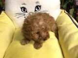 Muhteşem Poodle Yavruları