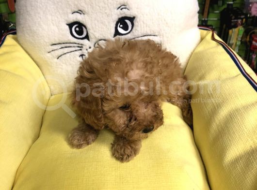 Muhteşem Poodle Yavruları görsel