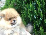 Show Kalite Pomeranian Yavruları