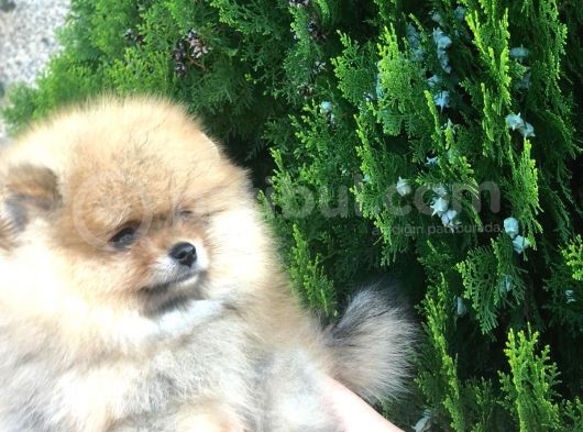 Show Kalite Pomeranian Yavruları görsel