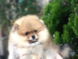 Show Kalite Pomeranian Yavruları
