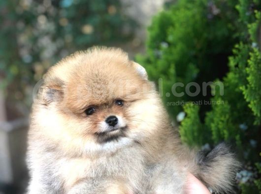 Show Kalite Pomeranian Yavruları görsel