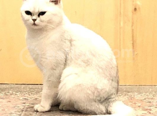 British Shorthair Safkan Silver Dişi & Erkek Yavrular görsel