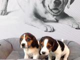 Muhteşem Beagle Yavruları