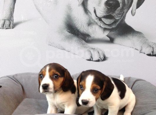 Muhteşem Beagle Yavruları görsel
