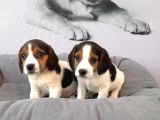Muhteşem Beagle Yavruları