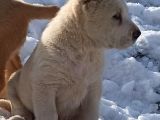 Show Kalite Alabay Yavruları