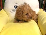 Muhteşem Poodle Yavruları