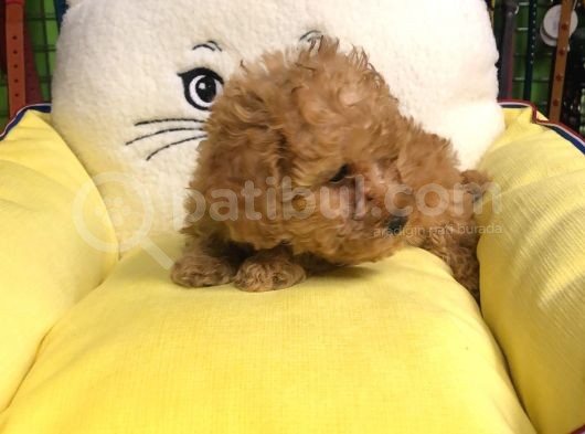 Muhteşem Poodle Yavruları görsel