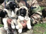 Kangal Yavruları