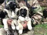 Kangal Yavruları