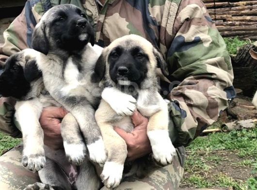 Kangal Yavruları görsel