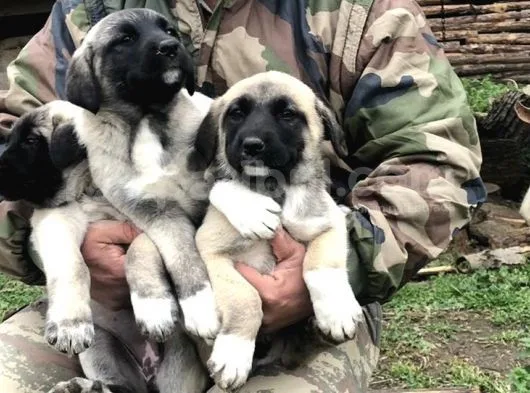 Kangal Yavruları