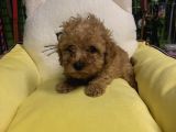 Muhteşem Poodle Yavruları