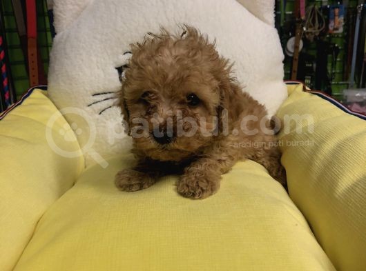 Muhteşem Poodle Yavruları görsel