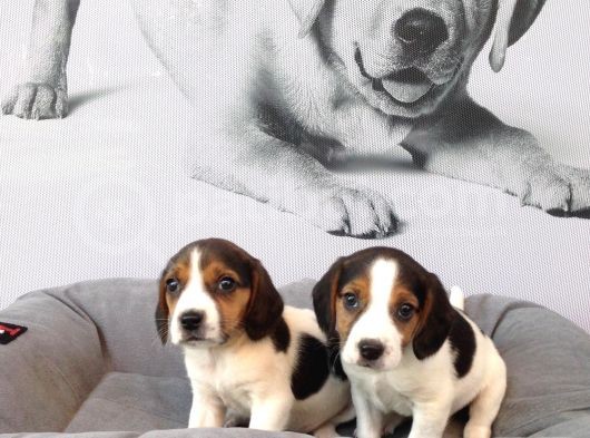 Muhteşem Beagle Yavruları görsel
