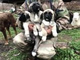 Kangal Yavruları