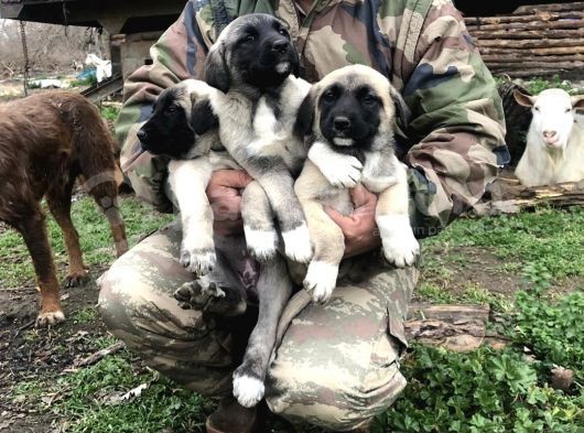 Kangal Yavruları görsel