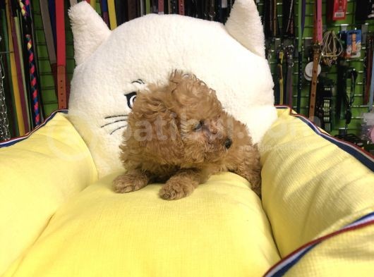 Muhteşem Poodle Yavruları görsel