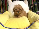 Muhteşem Poodle Yavruları