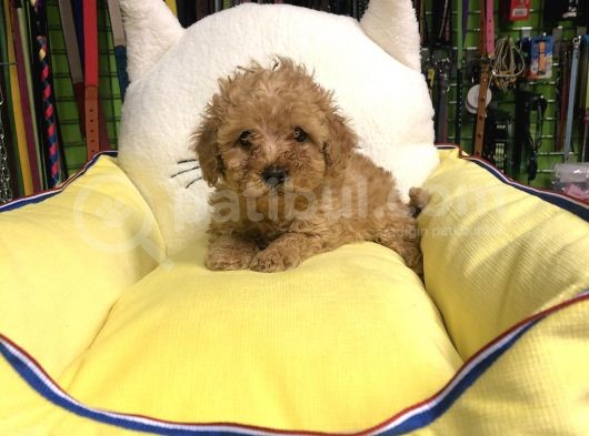 Muhteşem Poodle Yavruları görsel