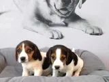 Muhteşem Beagle Yavruları
