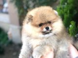 Show Kalite Pomeranian Yavruları