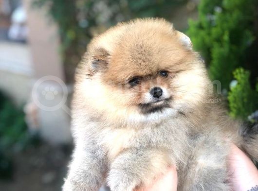 Show Kalite Pomeranian Yavruları görsel