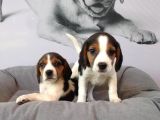 Muhteşem Beagle Yavruları