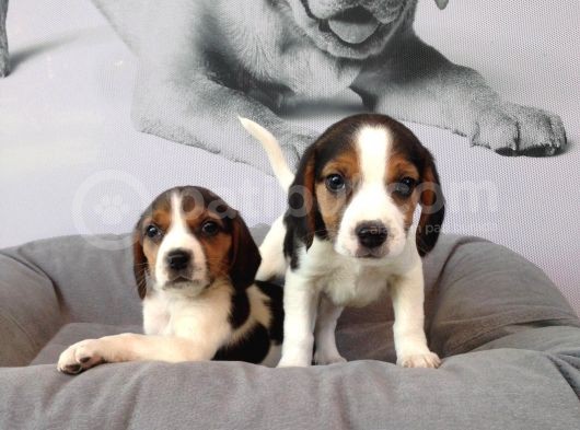 Muhteşem Beagle Yavruları görsel