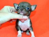 Chihuahua Yavruları