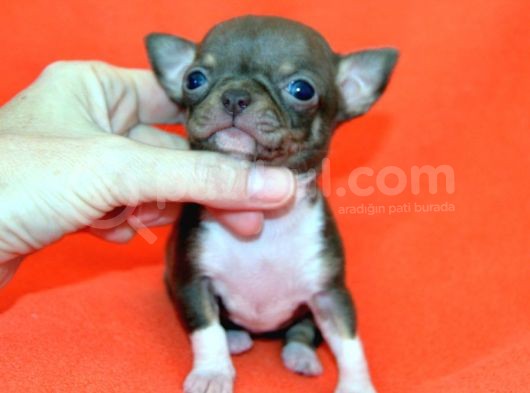Chihuahua Yavruları görsel