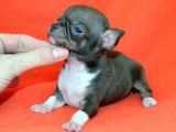 Chihuahua Yavruları