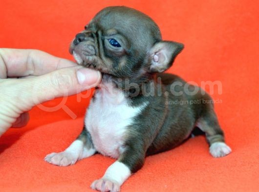 Chihuahua Yavruları görsel