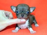 Chihuahua Yavruları
