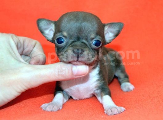 Chihuahua Yavruları görsel