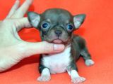 Chihuahua Yavruları