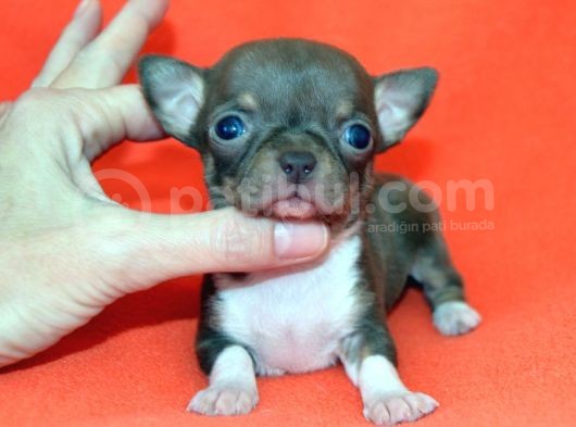 Chihuahua Yavruları görsel