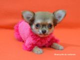 Chihuahua Yavruları