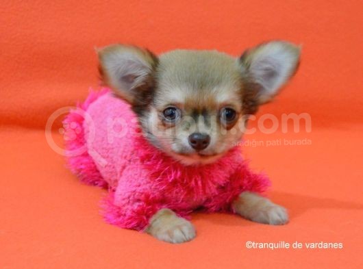 Chihuahua Yavruları görsel